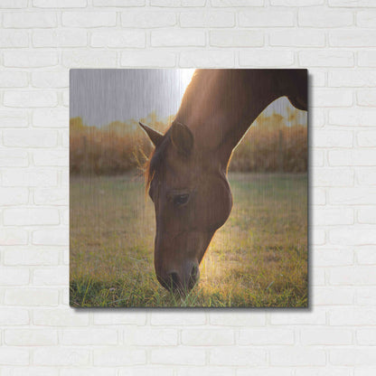 Luxe Metal Art 'Sunset Grazing II' by Donnie Quillen Metal Wall Art,36x36
