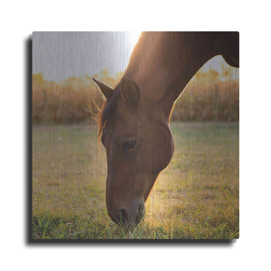 Luxe Metal Art 'Sunset Grazing II' by Donnie Quillen Metal Wall Art