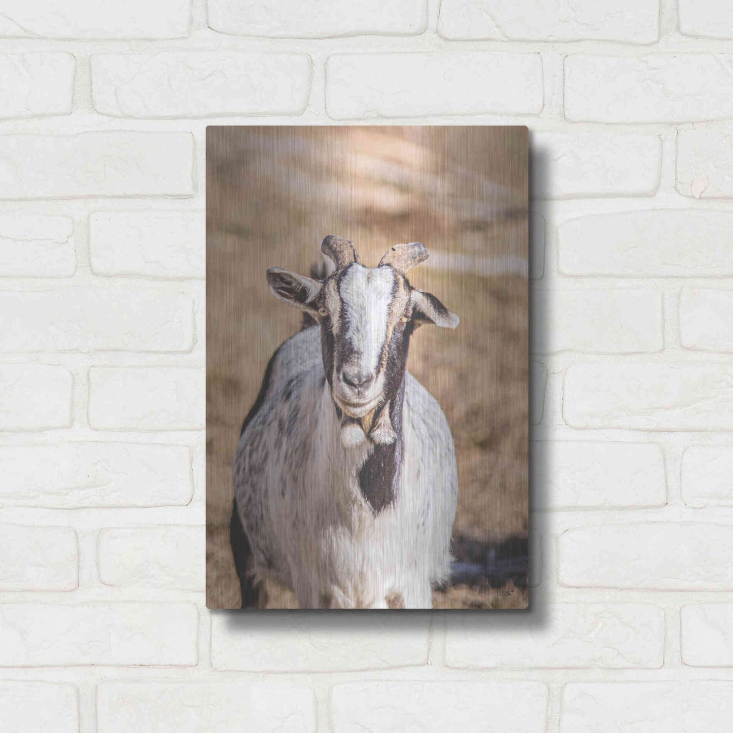 Luxe Metal Art 'Short Beard' by Donnie Quillen Metal Wall Art,12x16