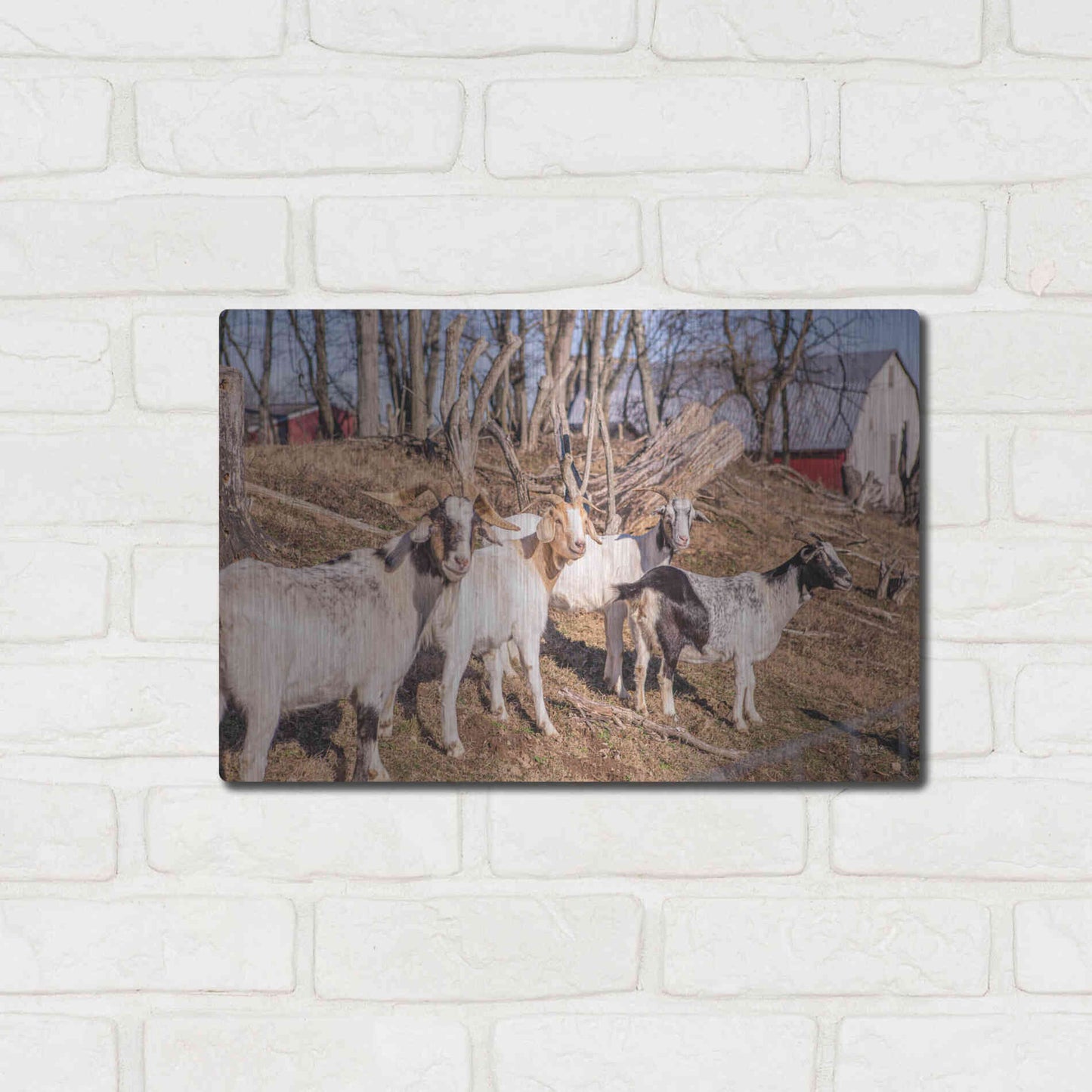 Luxe Metal Art 'Goats of a Feather' by Donnie Quillen Metal Wall Art,16x12