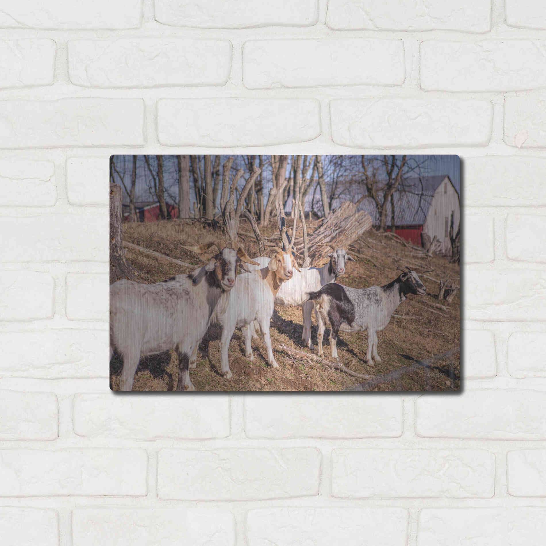 Luxe Metal Art 'Goats of a Feather' by Donnie Quillen Metal Wall Art,16x12