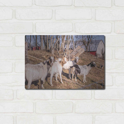 Luxe Metal Art 'Goats of a Feather' by Donnie Quillen Metal Wall Art,16x12