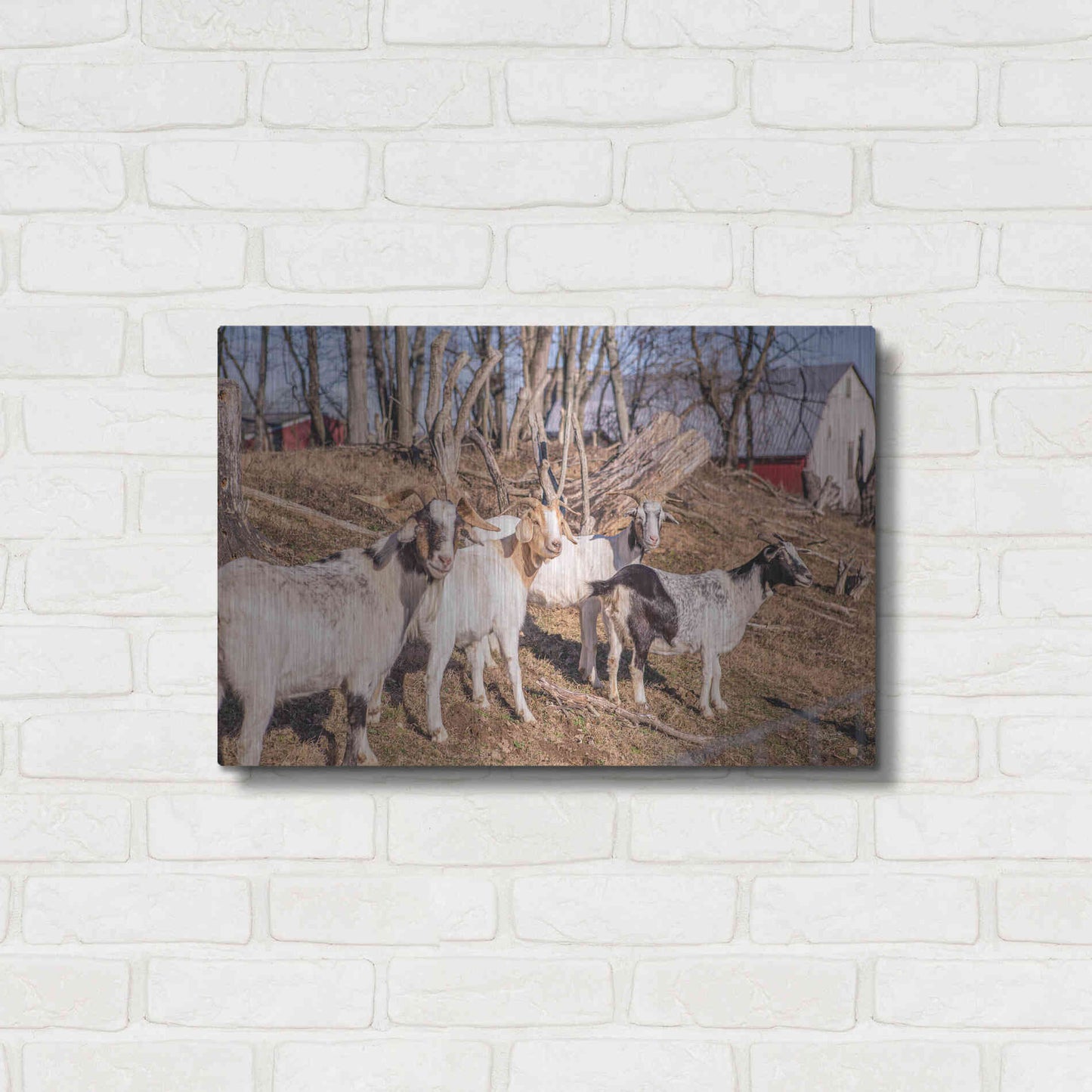 Luxe Metal Art 'Goats of a Feather' by Donnie Quillen Metal Wall Art,24x16