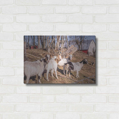 Luxe Metal Art 'Goats of a Feather' by Donnie Quillen Metal Wall Art,24x16