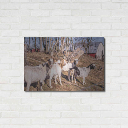 Luxe Metal Art 'Goats of a Feather' by Donnie Quillen Metal Wall Art,36x24