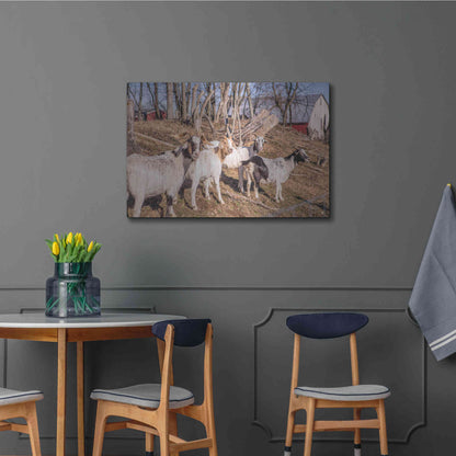 Luxe Metal Art 'Goats of a Feather' by Donnie Quillen Metal Wall Art,36x24