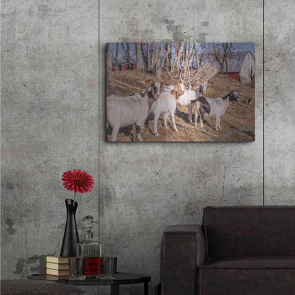 Luxe Metal Art 'Goats of a Feather' by Donnie Quillen Metal Wall Art,36x24