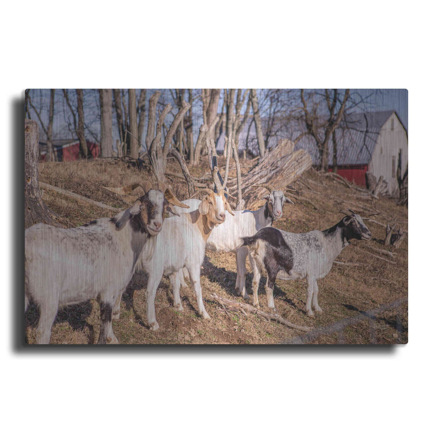 Luxe Metal Art 'Goats of a Feather' by Donnie Quillen Metal Wall Art