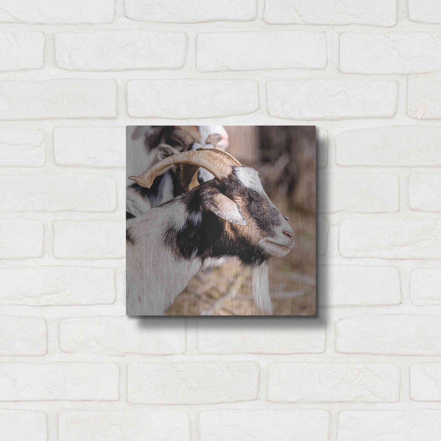 Luxe Metal Art 'Bearded Side Goat' by Donnie Quillen Metal Wall Art,12x12