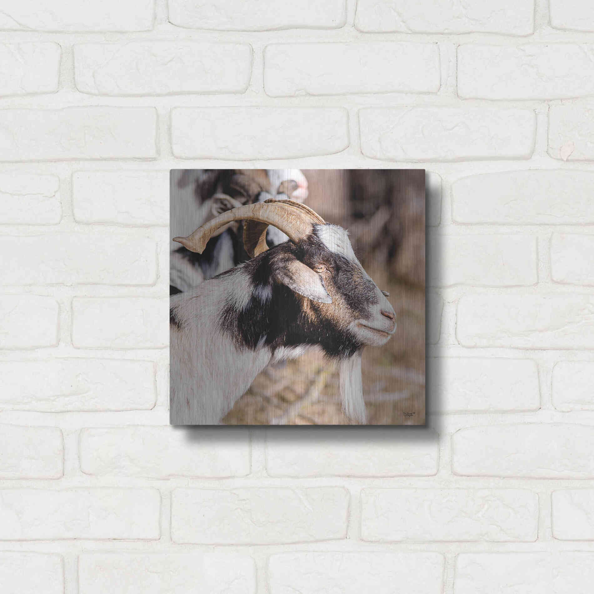 Luxe Metal Art 'Bearded Side Goat' by Donnie Quillen Metal Wall Art,12x12