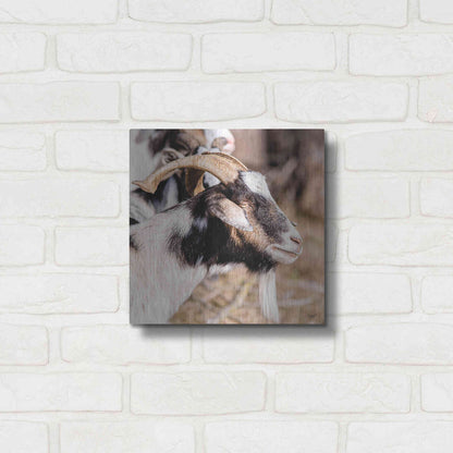 Luxe Metal Art 'Bearded Side Goat' by Donnie Quillen Metal Wall Art,12x12