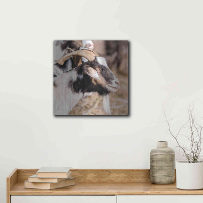 Luxe Metal Art 'Bearded Side Goat' by Donnie Quillen Metal Wall Art,12x12