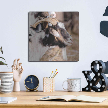 Luxe Metal Art 'Bearded Side Goat' by Donnie Quillen Metal Wall Art,12x12