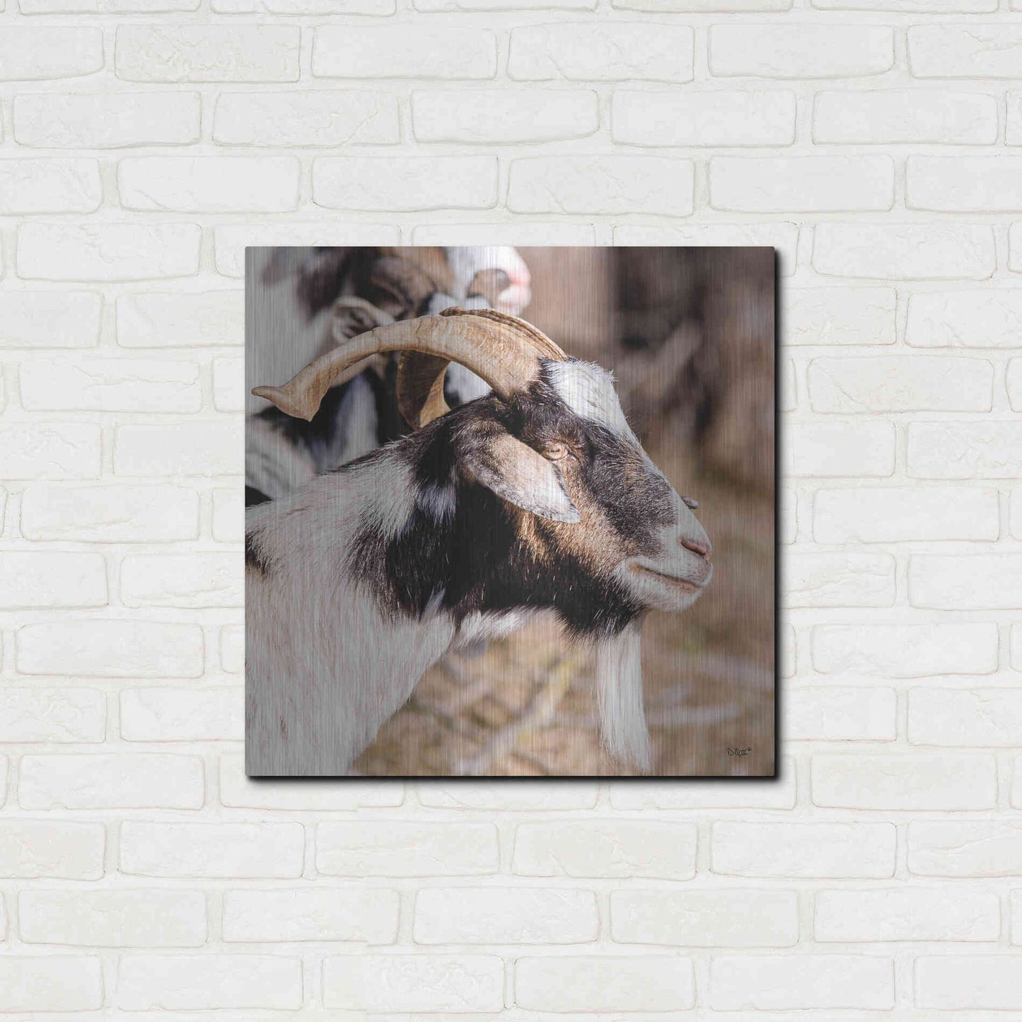 Luxe Metal Art 'Bearded Side Goat' by Donnie Quillen Metal Wall Art,24x24