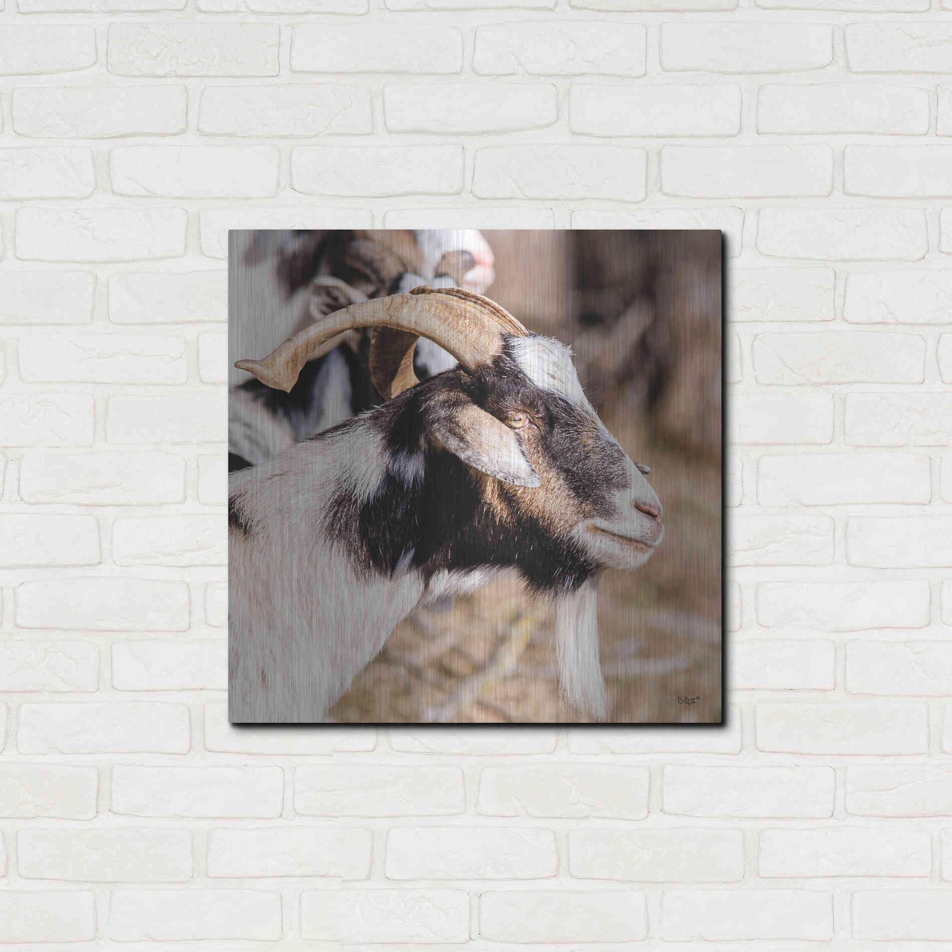 Luxe Metal Art 'Bearded Side Goat' by Donnie Quillen Metal Wall Art,24x24