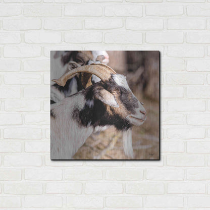 Luxe Metal Art 'Bearded Side Goat' by Donnie Quillen Metal Wall Art,24x24