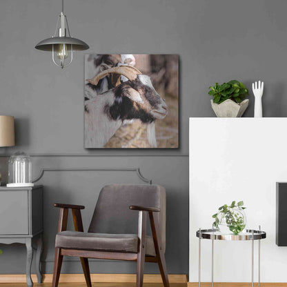 Luxe Metal Art 'Bearded Side Goat' by Donnie Quillen Metal Wall Art,24x24