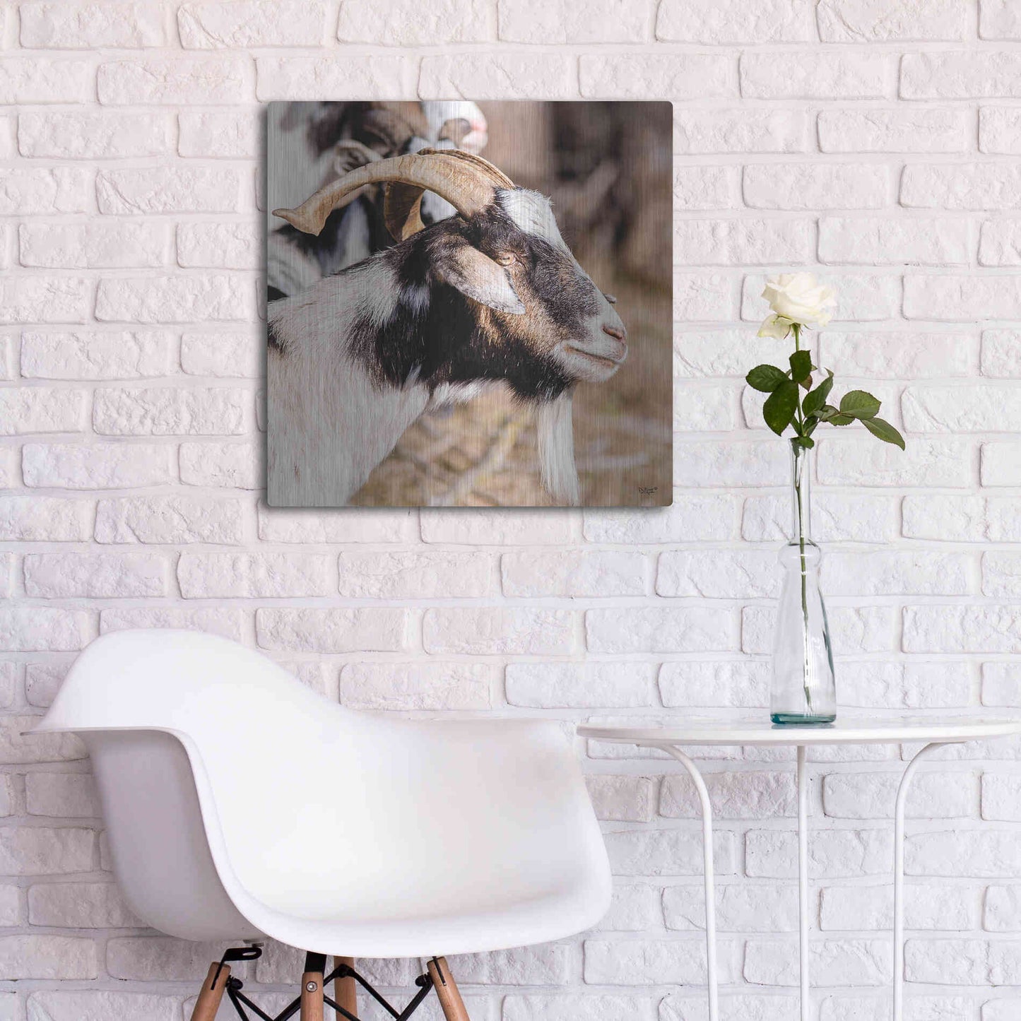 Luxe Metal Art 'Bearded Side Goat' by Donnie Quillen Metal Wall Art,24x24