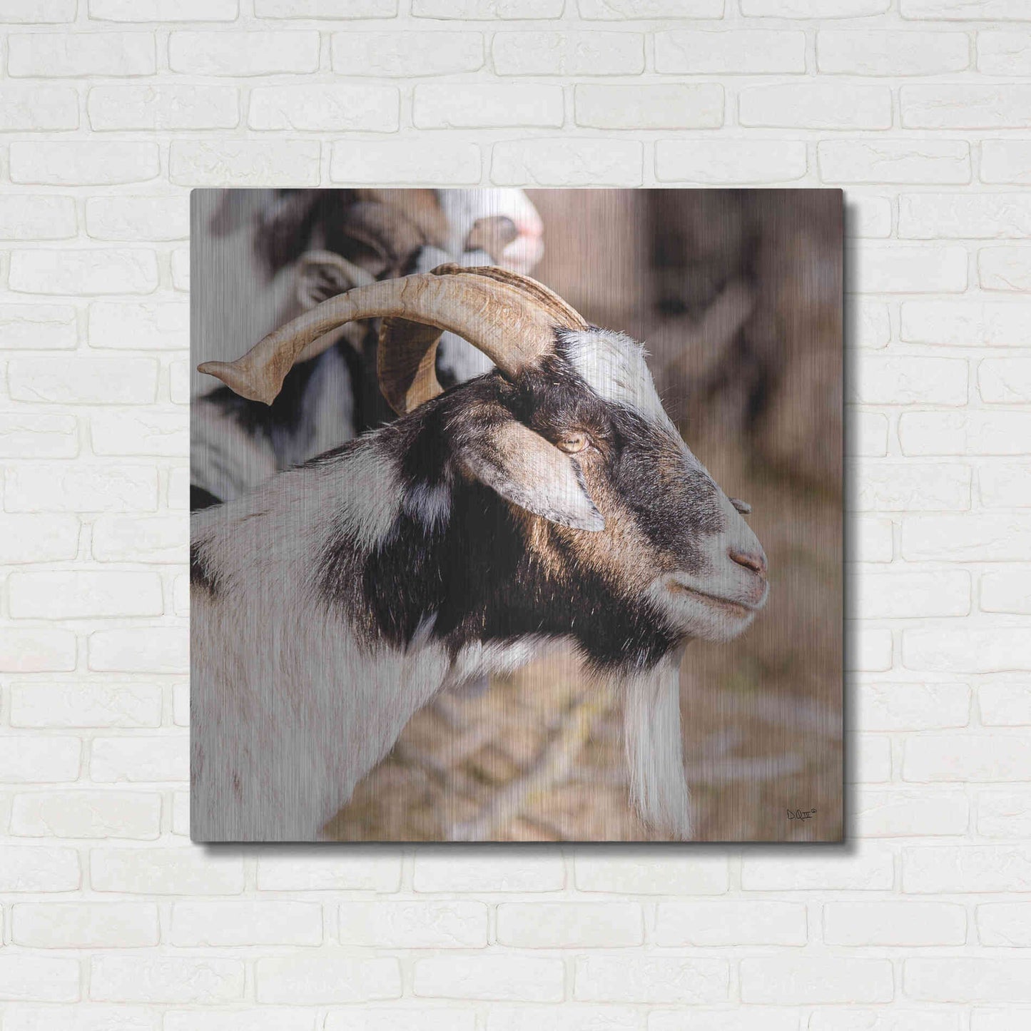 Luxe Metal Art 'Bearded Side Goat' by Donnie Quillen Metal Wall Art,36x36