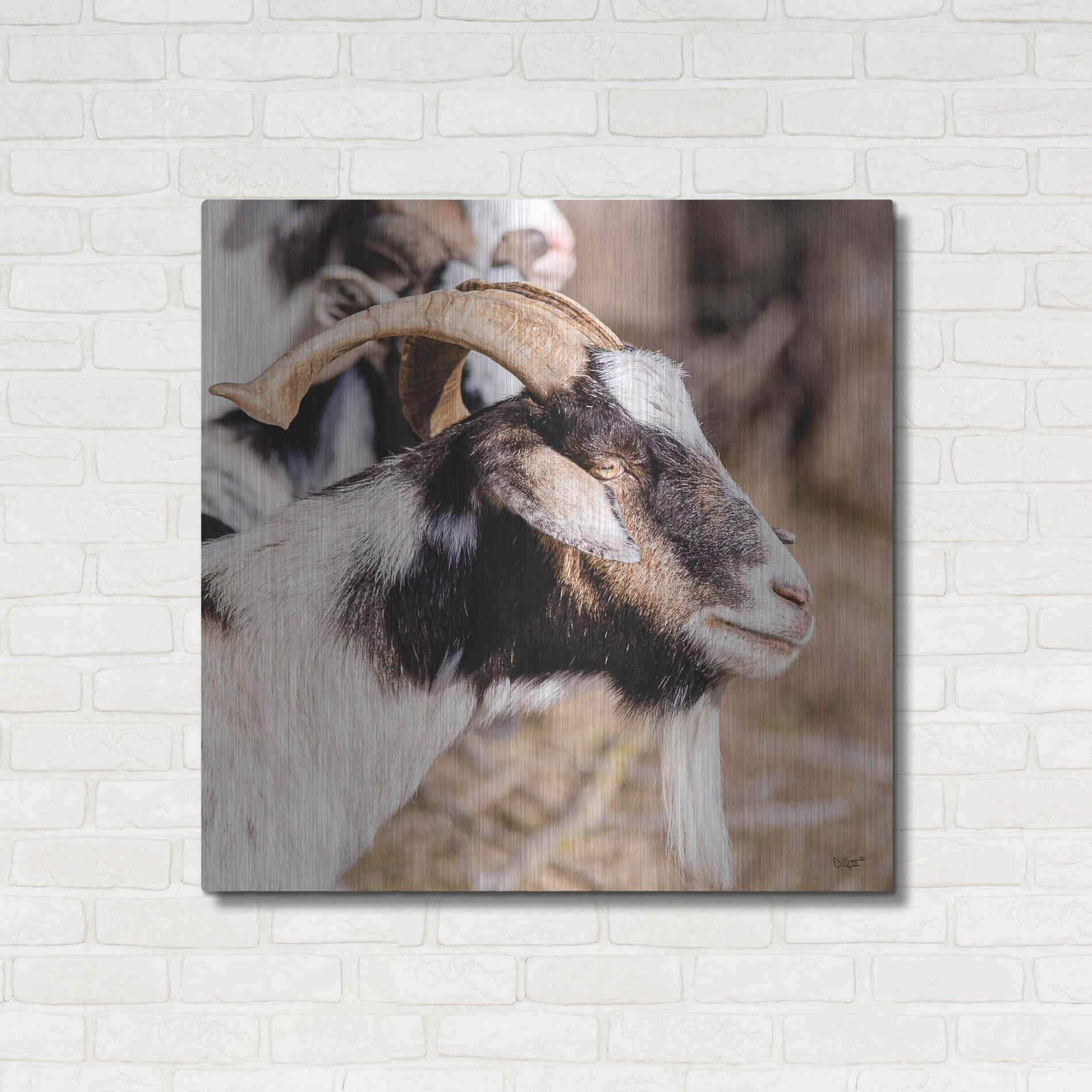 Luxe Metal Art 'Bearded Side Goat' by Donnie Quillen Metal Wall Art,36x36