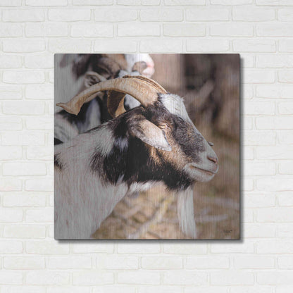 Luxe Metal Art 'Bearded Side Goat' by Donnie Quillen Metal Wall Art,36x36
