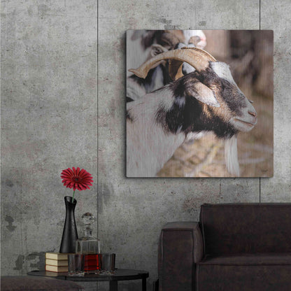 Luxe Metal Art 'Bearded Side Goat' by Donnie Quillen Metal Wall Art,36x36