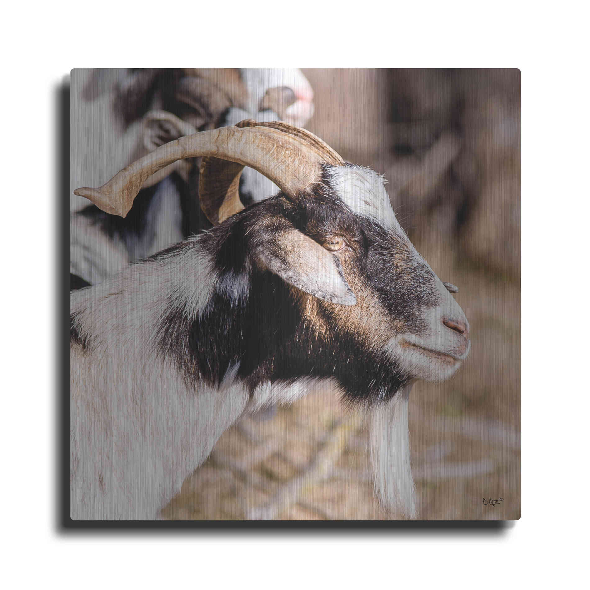 Luxe Metal Art 'Bearded Side Goat' by Donnie Quillen Metal Wall Art