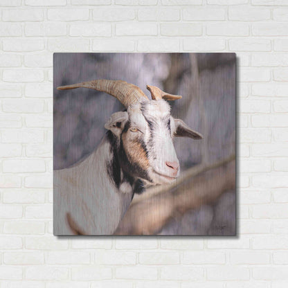Luxe Metal Art 'Brown Goat' by Donnie Quillen Metal Wall Art,36x36