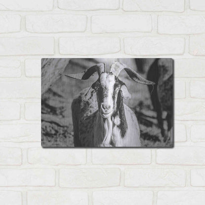 Luxe Metal Art 'Bearded Goat' by Donnie Quillen Metal Wall Art,16x12