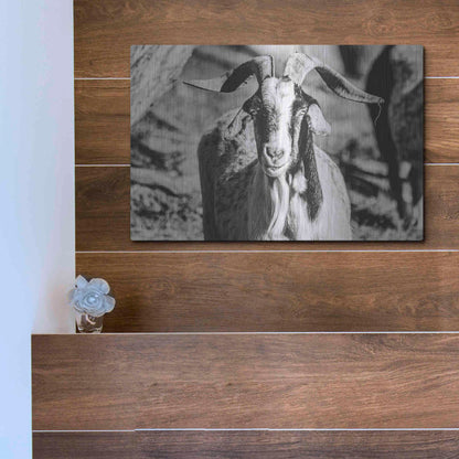 Luxe Metal Art 'Bearded Goat' by Donnie Quillen Metal Wall Art,16x12