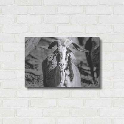 Luxe Metal Art 'Bearded Goat' by Donnie Quillen Metal Wall Art,24x16