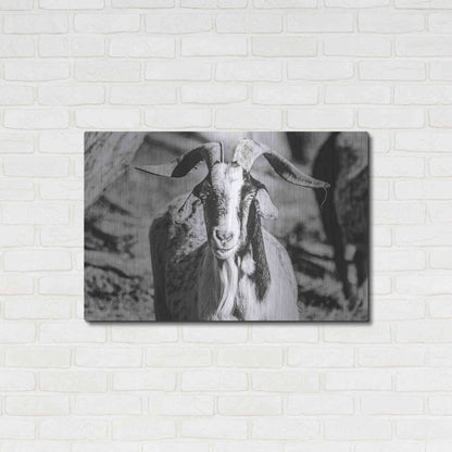 Luxe Metal Art 'Bearded Goat' by Donnie Quillen Metal Wall Art,36x24