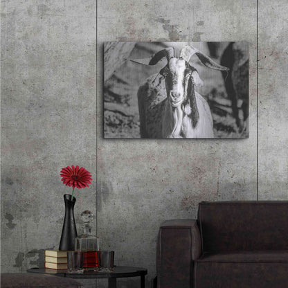 Luxe Metal Art 'Bearded Goat' by Donnie Quillen Metal Wall Art,36x24