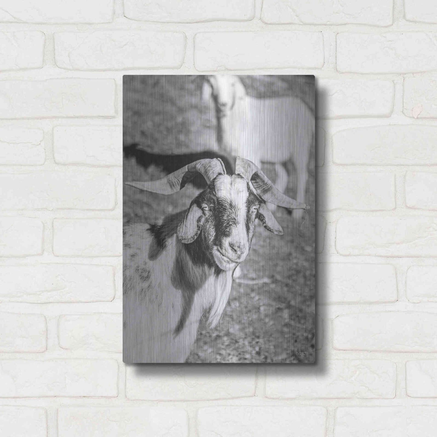 Luxe Metal Art 'Eating Goat' by Donnie Quillen Metal Wall Art,12x16