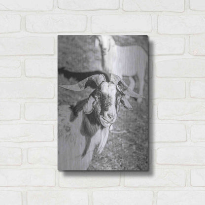 Luxe Metal Art 'Eating Goat' by Donnie Quillen Metal Wall Art,12x16