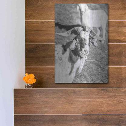 Luxe Metal Art 'Eating Goat' by Donnie Quillen Metal Wall Art,12x16