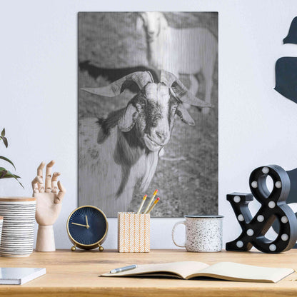 Luxe Metal Art 'Eating Goat' by Donnie Quillen Metal Wall Art,12x16