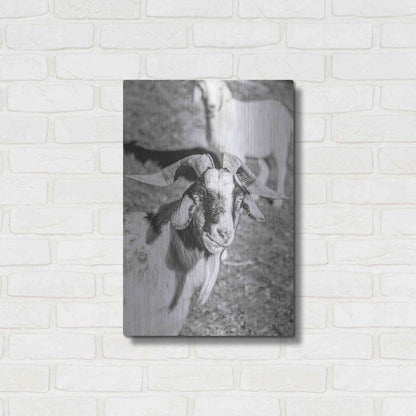 Luxe Metal Art 'Eating Goat' by Donnie Quillen Metal Wall Art,16x24