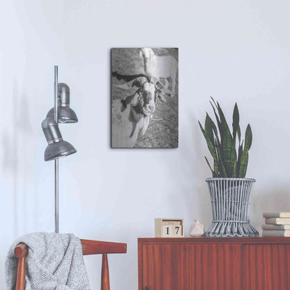 Luxe Metal Art 'Eating Goat' by Donnie Quillen Metal Wall Art,16x24