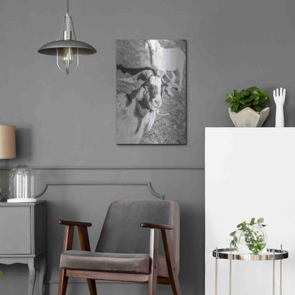 Luxe Metal Art 'Eating Goat' by Donnie Quillen Metal Wall Art,16x24