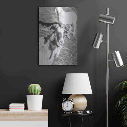 Luxe Metal Art 'Eating Goat' by Donnie Quillen Metal Wall Art,16x24