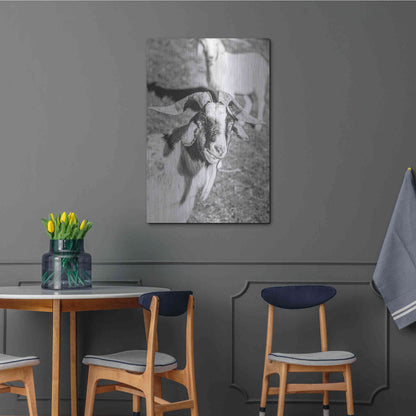 Luxe Metal Art 'Eating Goat' by Donnie Quillen Metal Wall Art,24x36