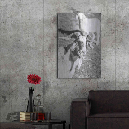 Luxe Metal Art 'Eating Goat' by Donnie Quillen Metal Wall Art,24x36