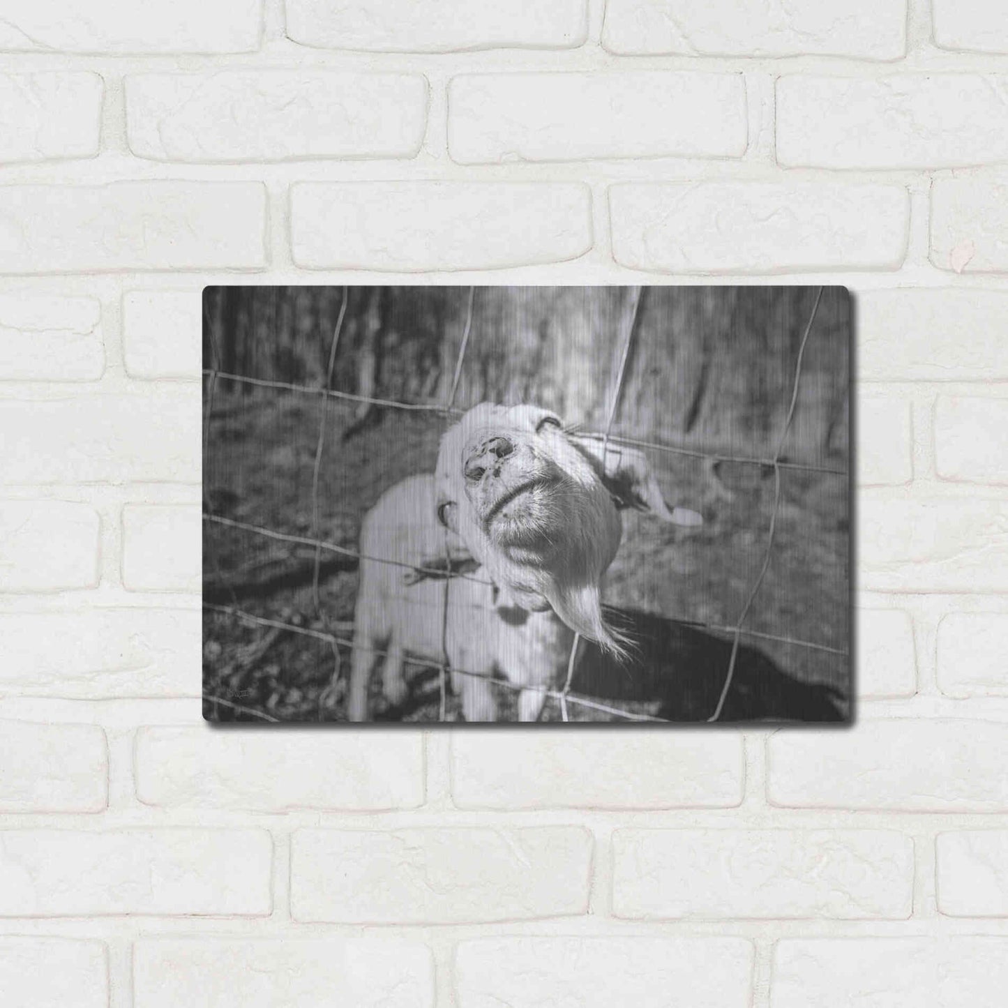 Luxe Metal Art 'Hey Goat' by Donnie Quillen Metal Wall Art,16x12