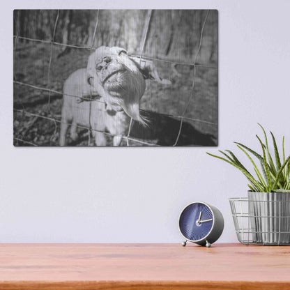 Luxe Metal Art 'Hey Goat' by Donnie Quillen Metal Wall Art,16x12