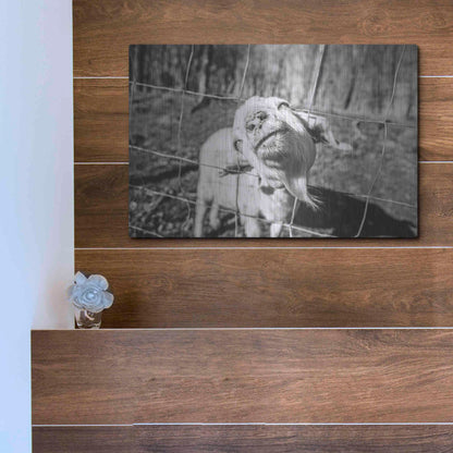Luxe Metal Art 'Hey Goat' by Donnie Quillen Metal Wall Art,16x12
