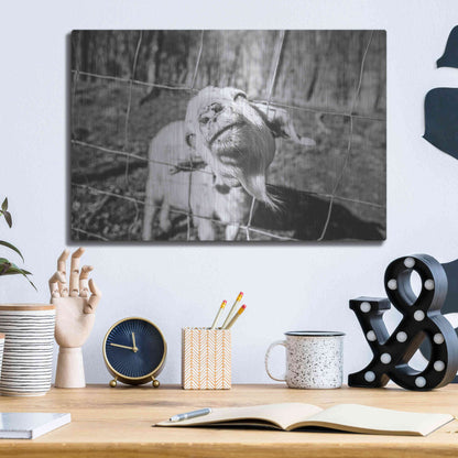 Luxe Metal Art 'Hey Goat' by Donnie Quillen Metal Wall Art,16x12