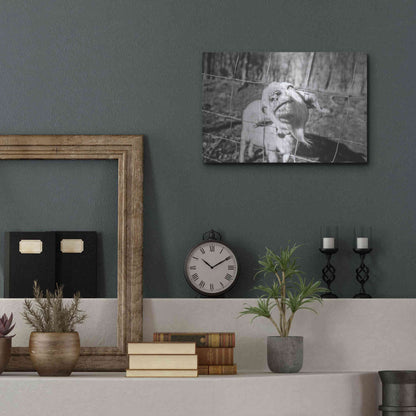 Luxe Metal Art 'Hey Goat' by Donnie Quillen Metal Wall Art,16x12