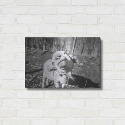 Luxe Metal Art 'Hey Goat' by Donnie Quillen Metal Wall Art,24x16
