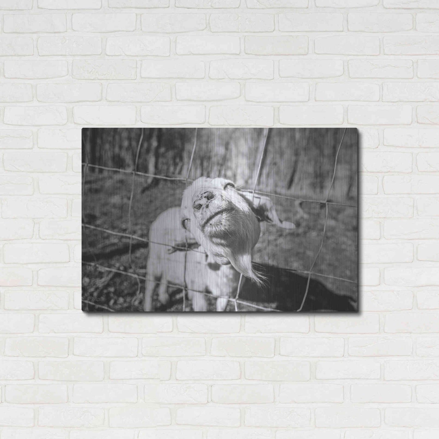 Luxe Metal Art 'Hey Goat' by Donnie Quillen Metal Wall Art,36x24